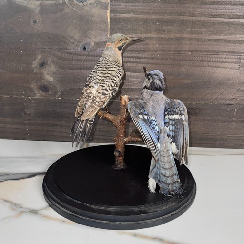 Taxidermy bird blue - bird,