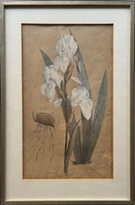 Lithographie Iris Florentina