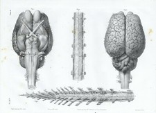 Cabinet de curiosité planche