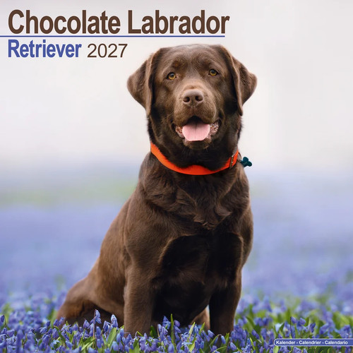 Calendrier 2027 labrador - 2027,