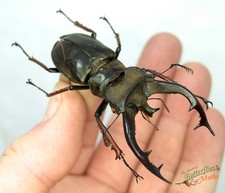 Lucanus tibetanus Beetle Stag