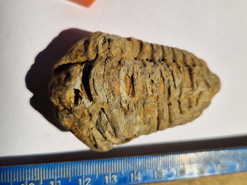 Diacalymene trilobite maroc - diacalymene,