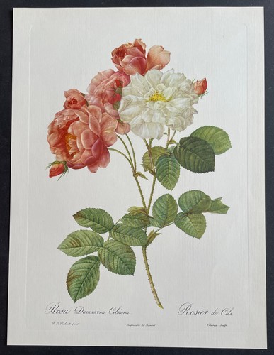 Botanique rosier cels par - botanique,