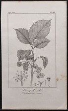 1846 - Orme lisse (pédonculé) - Gravure ancienne (Botanique) - Ulmacées