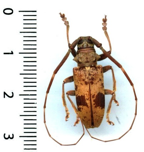 Cerambycidae monochamus - cerambycidae,