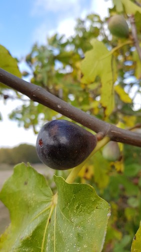 Ficus carica noire de - carica,