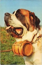 CPA AK Saint-Bernard DOG
