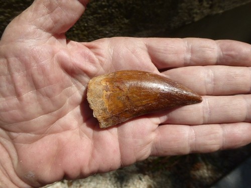 Dent fossilisee - dent,