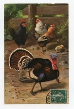 illustrateur SCHÖNIAN . Animaux de la ferme . Poules,  Dindon