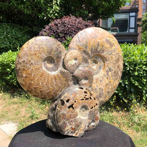 46lb rarem natural tentacle - rarem,