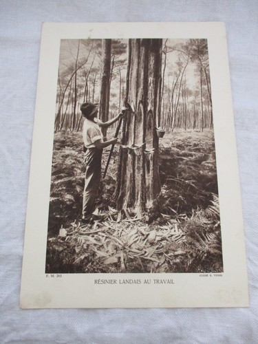 Ancienne planche cartonnee - cartonnee, +-