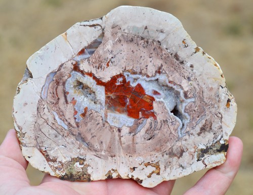 Agate quartz lithophyse - &, "lithophyse"