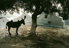 Carte postale les chats de