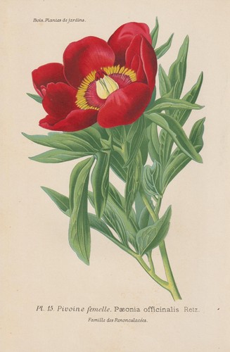 Pivoine - , (paeonia