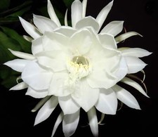 Epiphyllum oxypetalum cv