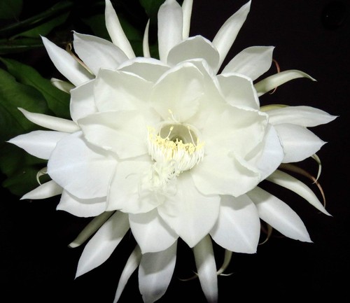 Epiphyllum oxypetalum - , cv