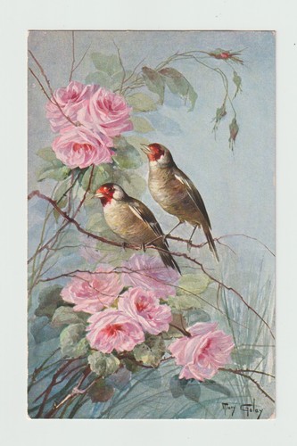 Chardonnerets oiseaux cpa - oiseaux.,