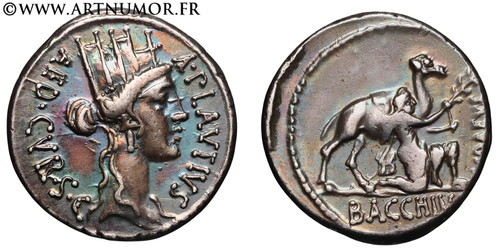 Plautia denier - plautia,