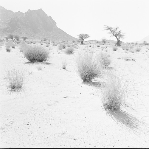 Photo sur papier argentique - photo,