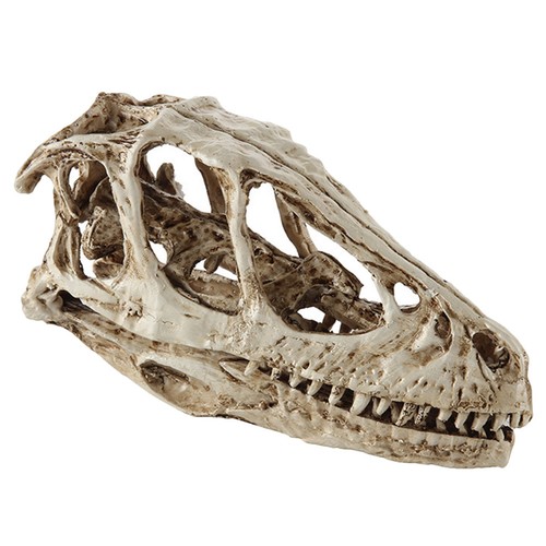 Modèle crâne dinosaure - crâne,