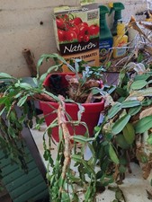 schlumbergera