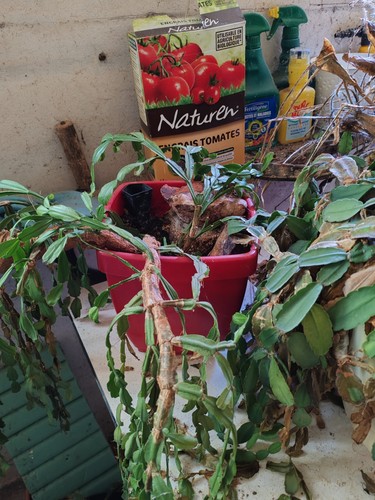 schlumbergera