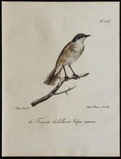 1830 - Fauvette babillarde -