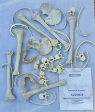 LOT OSSEMENTS EN RESINE MACHOIRE VERTEBRES OS  etc   medecine anatomie Auzoux 