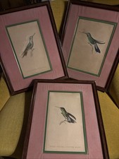 Lot 3 Gravures Oiseau Mouche -