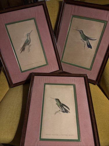 Lot gravures oiseau mouche - lot, 3