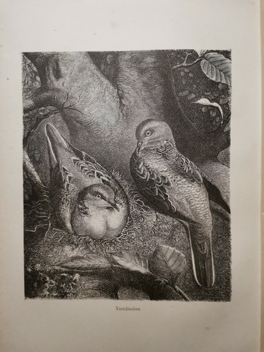 1882 ancienne gravure sur bois - gravure,