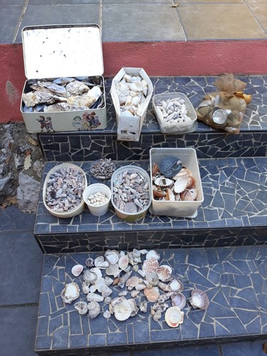 Gros lot coquillage - gros,