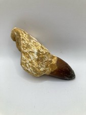 Rare fossile de dents de