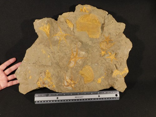 Giant trilobite fossil - giant!, plate