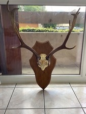 massacre Bois Trophée De Daim taxidermie trophée CHASSE deco vintage rare