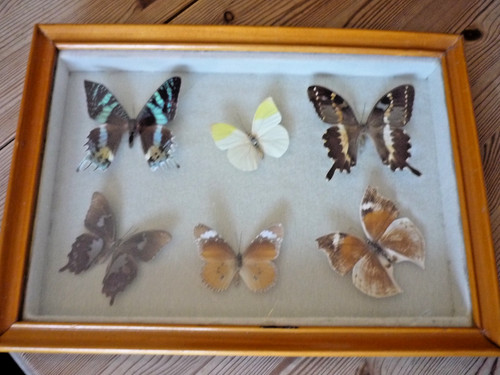 Lot papillons naturalisés - lot, 6