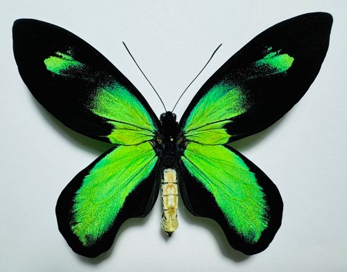 Amazing ornithoptera victoriae - amazing,