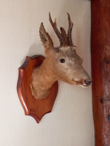 Taxidermie tête chevreuil - taxidermie,
