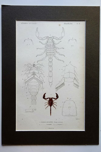 Arachnides araignées gravure - arachnides,