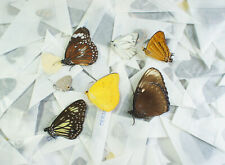 Lot de x100 papillons divers asiatiques en papillote - (insecte entomologie)