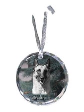 Malinois Chien Belge Berger