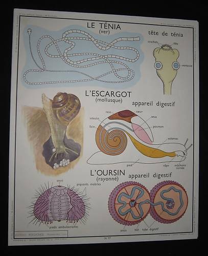 Dv1109 affiche ecole rossignol - ecole,
