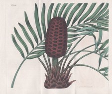 Zamia Media West Indies Botanique Fleur Gravure Cuivre Curtis 1838