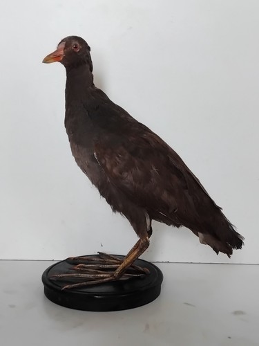 Oiseau naturalisé taxidermie