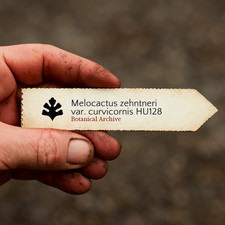 Melocactus zehntneri var