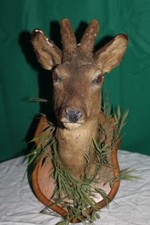 tête brocard naturalisé en velour