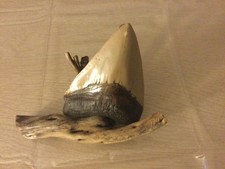 Megalodon.Moulage dent  fossile ( ancêtre du grand requin blanc) 14,5x11 cm.