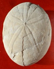 OURSIN FOSSILE DU PAYS BASQUE