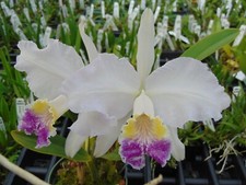 Cattleya lueddemaniana var