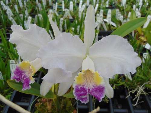 Cattleya lueddemaniana var